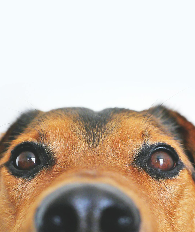 PawTend - Web and mobile app for pet care operations